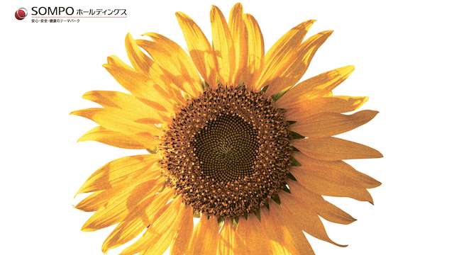 ひまわりは、世界的に平和の象徴とされる花